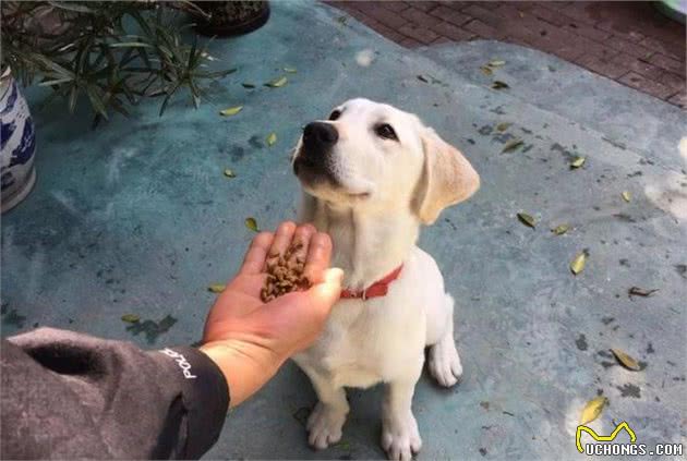 训狗非常难吗？护食“恶犬”如何成为小天使