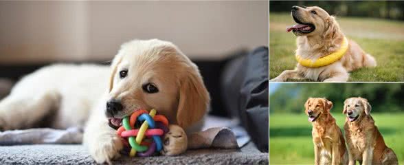 从幼年到老年，金毛犬的五个成长阶段，你都了解吗？