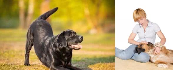 读懂狗狗身体语言，什么时候高兴一目了然！