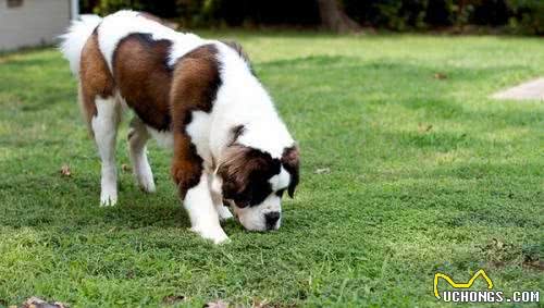 狗狗拉粑粑的姿态会暴露这么多秘密！你家狗狗是怎么做的？