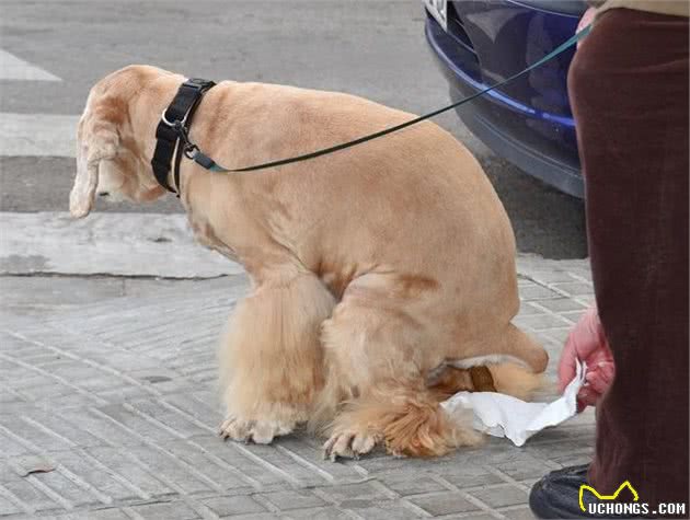 狗狗拉粑粑的姿态会暴露这么多秘密！你家狗狗是怎么做的？