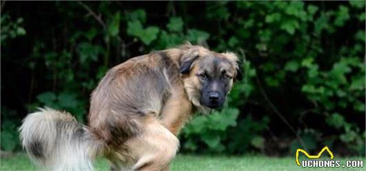 狗狗拉粑粑的姿态会暴露这么多秘密！你家狗狗是怎么做的？