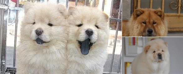 松狮犬是哪一个国家的松狮犬原产于中国