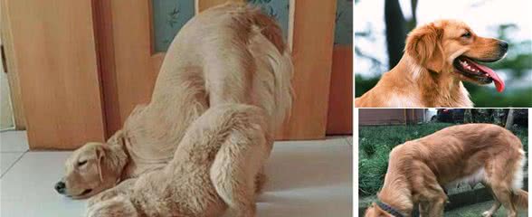 金毛犬肚子“爬满虫”的表现，一旦发现就要驱虫，越拖情况越糟