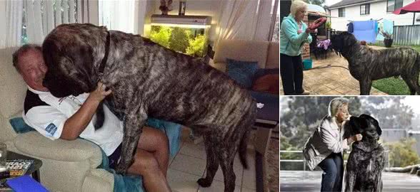 超级大狗重达113kg，猛汉外表却有十足的少女心
