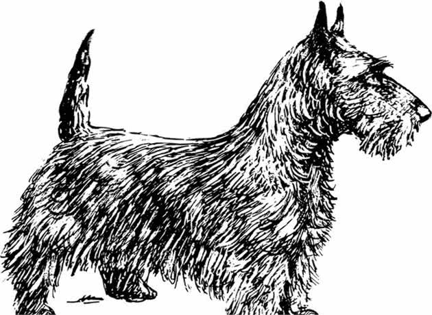 带你了解刚毛猎狐梗犬-Wirefoxterrier