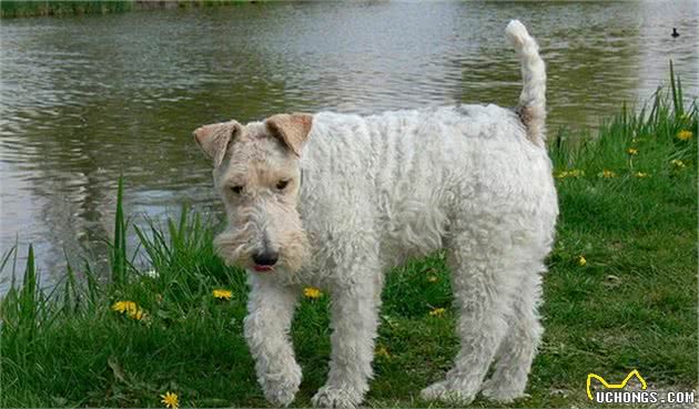 带你了解刚毛猎狐梗犬-Wirefoxterrier