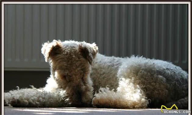 带你了解刚毛猎狐梗犬-Wirefoxterrier