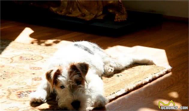 带你了解刚毛猎狐梗犬-Wirefoxterrier