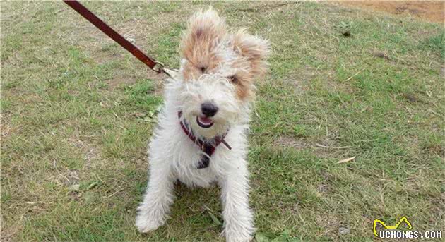 带你了解刚毛猎狐梗犬-Wirefoxterrier