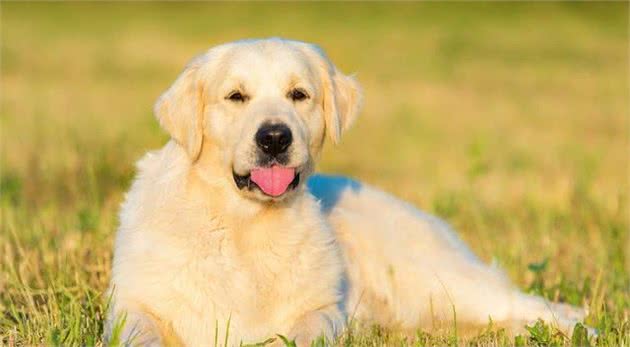 拉布拉多犬这些优点，拥有它何其侥幸啊！
