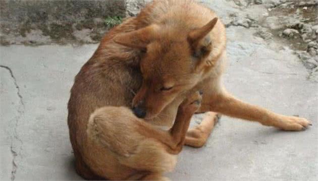 狗狗排便前,为什么都要转圈?不懂这5个原因就别养狗了