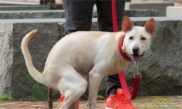 狗狗排便前,为什么都要转圈?不懂这5个原因就别养狗了