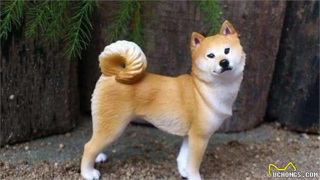 狗狗排便前,为什么都要转圈?不懂这5个原因就别养狗了