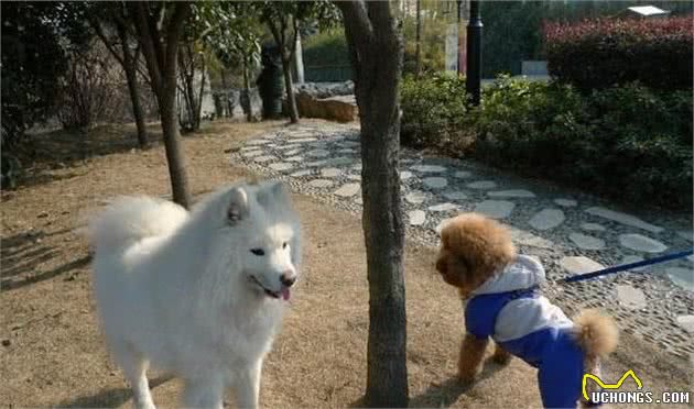 狗狗排便前,为什么都要转圈?不懂这5个原因就别养狗了