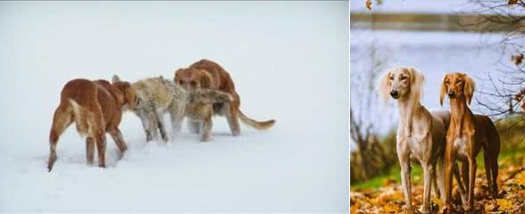 中亚猎犬（哈萨克塔兹犬）