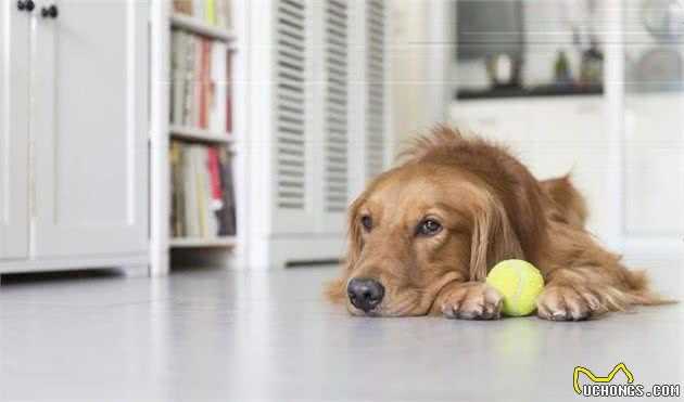 你会挑选宠物犬吗？