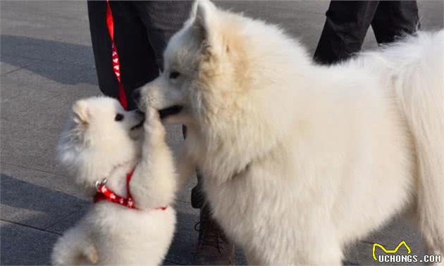 在城市里养萨摩耶犬，会有2大问题，你中了哪一个？