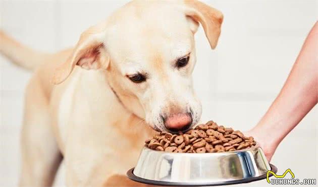 给狗吃犬粮到底好不好，这3个年龄段的人给出了不同的答案