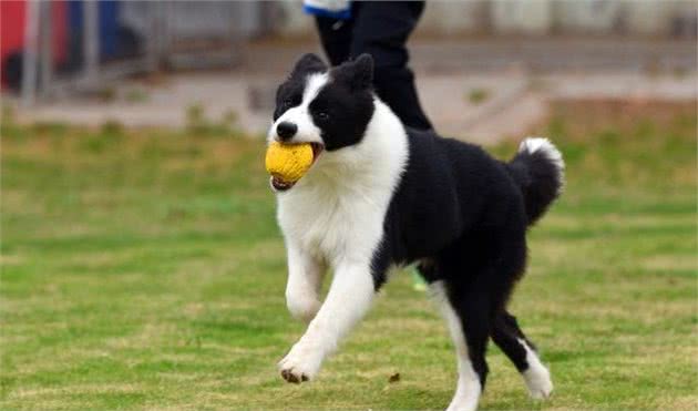 犬种科普介绍边境牧羊犬（边牧）