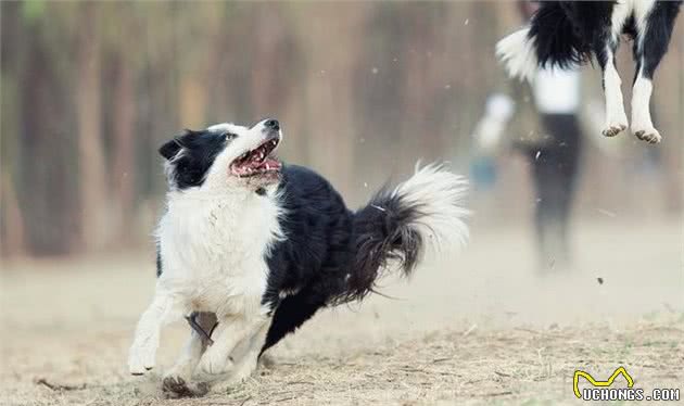 犬种科普介绍边境牧羊犬（边牧）