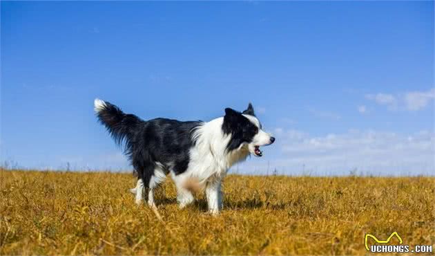 犬种科普介绍边境牧羊犬（边牧）