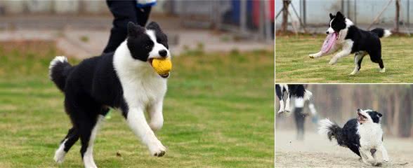 犬种科普介绍边境牧羊犬（边牧）