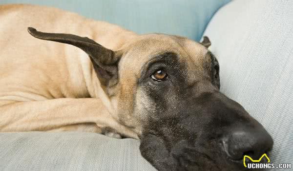 纯种犬都有自己的常见疾病，养之前就要有心理豫备，稀有犬种更难治