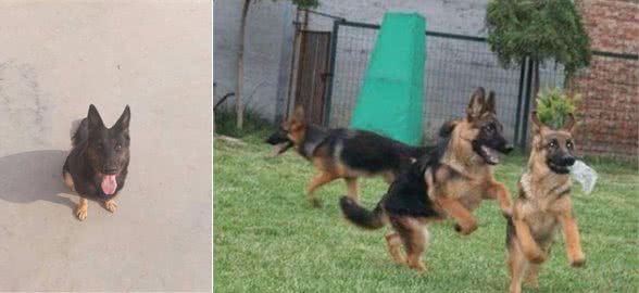 教你几个简单训练德国牧羊犬的方法
