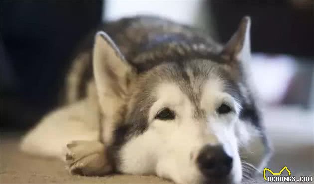 犬种冷知识｜哈士奇是我见过最有个性的狗，没有之一！