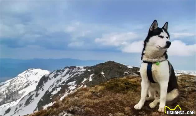 犬种冷知识｜哈士奇是我见过最有个性的狗，没有之一！