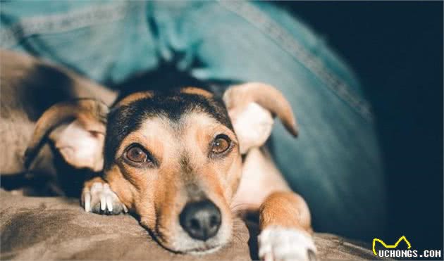 一病就病一窝的犬窝咳，感染了就要隔离，否则会传染给别的狗狗