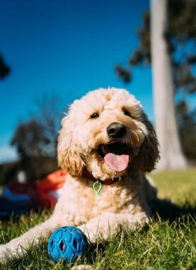 新手养泰迪犬需要注意什么事情？养之前一定得记住这5点知识