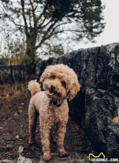 新手养泰迪犬需要注意什么事情？养之前一定得记住这5点知识