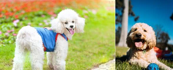 新手养泰迪犬需要注意什么事情？养之前一定得记住这5点知识