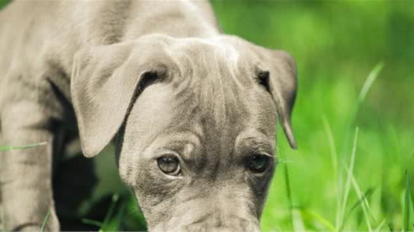 你的狗狗是否对你忠诚，看这4点就够了