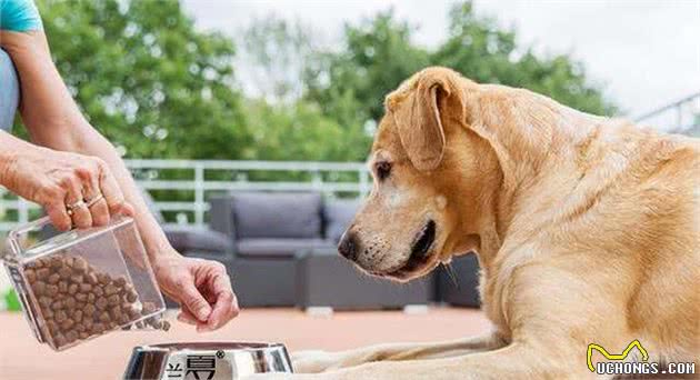 你家狗不爱吃犬粮有这些原因！三文鱼蔬菜全犬粮能让狗狗爱上犬粮