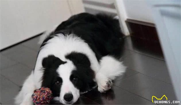 狗狗有这5个特点，说明它开始成熟了，它会特别听话