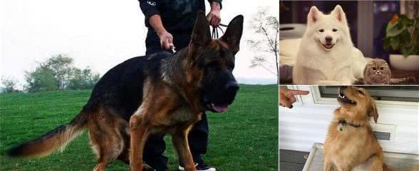 狗狗有这5个特点,说明它开始成熟了,它会特别听话