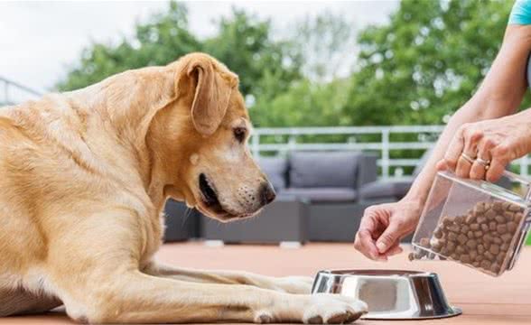 教大家如何区分犬粮是否过期