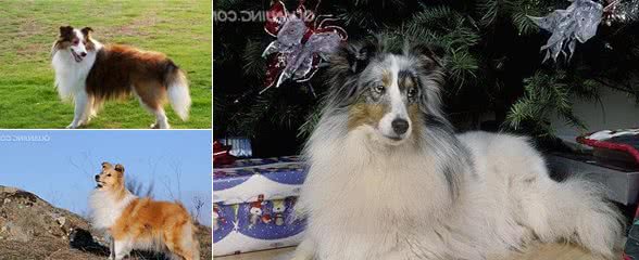 喜乐蒂犬的饲养方法