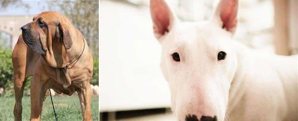 全球战斗力最强的犬类品种！