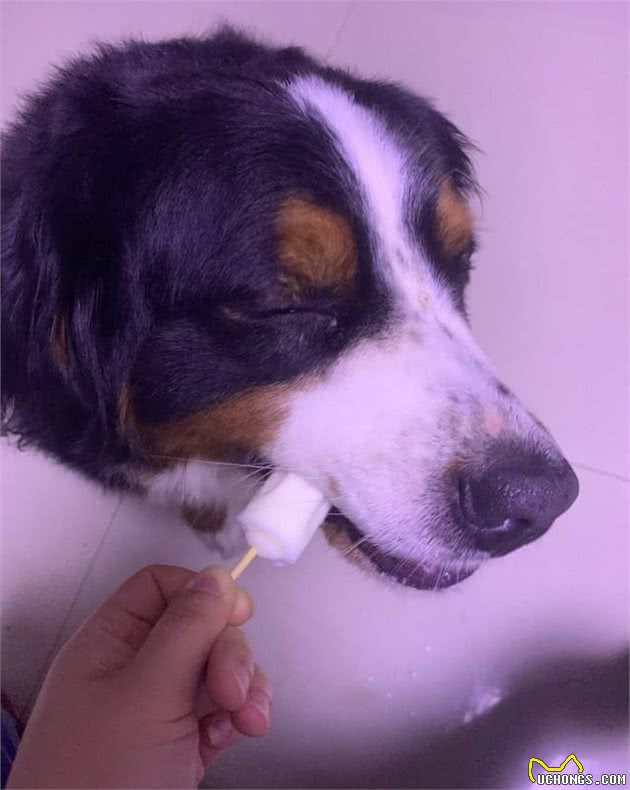 网友养了只大型犬伯恩山犬，看着高大威猛实际上是个超可爱粘人精！