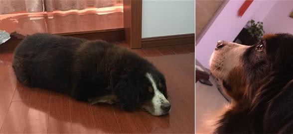 网友养了只大型犬伯恩山犬，看着高大威猛实际上是个超可爱粘人精！