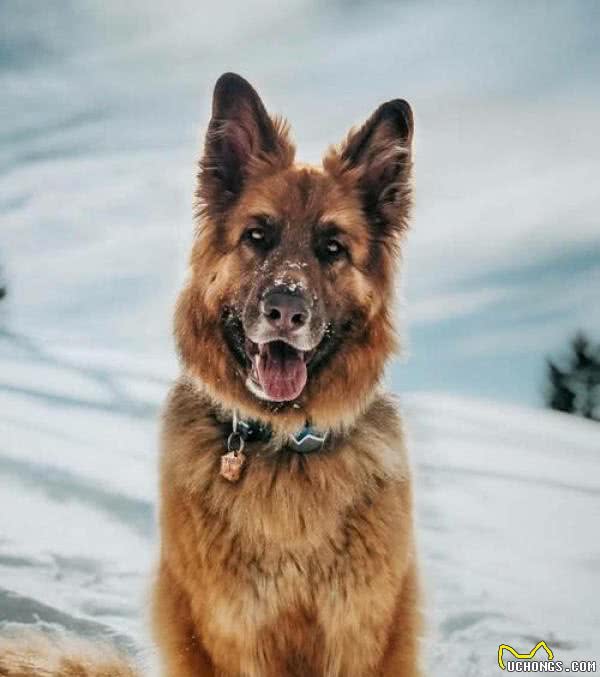 东北最出名的三类狼犬，名气不弱于德牧犬，第三种仅存数千只