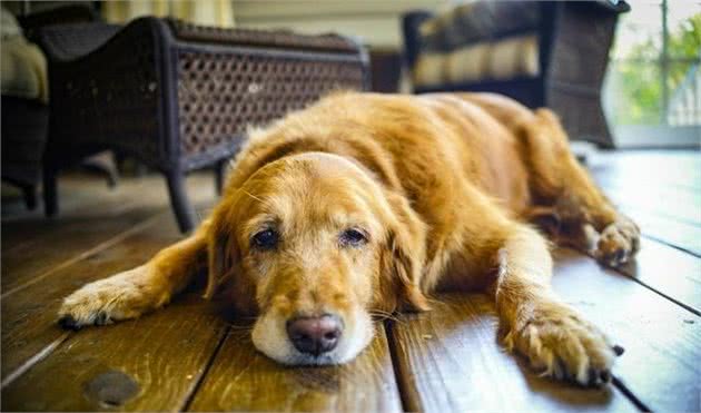 老年犬都可能面临的问题—小便失禁