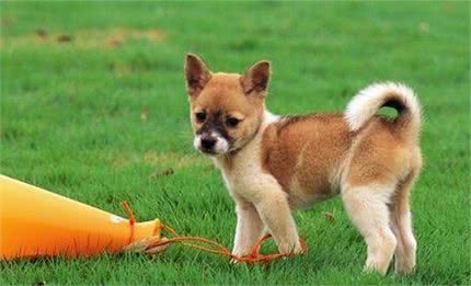 狗狗吃什么好能够给犬喂食天然饭菜