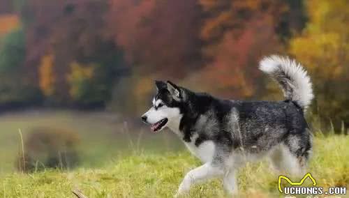 阿拉斯加犬种介绍