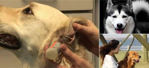 你家的狗子健康吗？狗狗正确的家庭体检方法！
