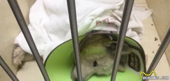 一对情侣对一只重伤的流浪狗伸出援助之手，为其治疗不吝花光积存